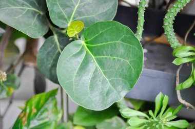 Coccoloba uvifera, Deniz üzümü ya da POLİYAE ya da yuvarlak yaprak ya da yuvarlak yaprak