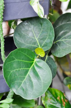 Coccoloba uvifera, Deniz üzümü ya da POLİYAE ya da yuvarlak yaprak ya da yuvarlak yaprak