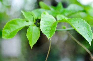 Tutku meyvesi, Passiflora edulis veya Passionfruit veya Maracuja veya bitki yaprağı ve yağmur damlası veya çiy damlası