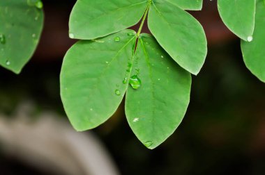 Yağmur ağacı ya da Samanea saman, LEGUMINOSAE MIMOSOIDEAE ve yağmur damlası ya da çiy damlası
