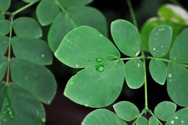 Yağmur ağacı ya da Samanea saman, LEGUMINOSAE MIMOSOIDEAE ve yağmur damlası ya da çiy damlası