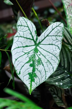 angel wing caladium or candidum ,Caladium bicolor or Araceae and rain drop or dew drop clipart