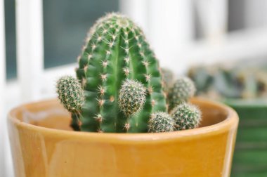 Ekinopsis calochlora, Goloden Echinopsis calochlora ya da kaktüs ya da çiçek saksısında sulu