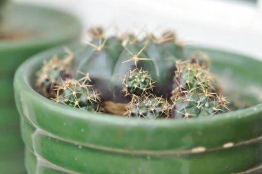 Gymnocalycium damsii v tucavocense, gymnocalycium damsii sssp or cactus or succulent