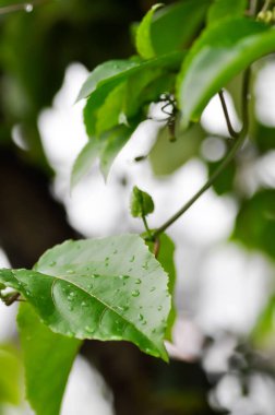 passion fruit plant, Passiflora edulis or Passionfruit or Maracuja or leaf of plant and rain drop or dew drop clipart