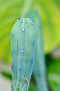Myrtillocactus geometrizans veya kaktüs, Peri masalı kalesi veya Cereus Peruvianus veya sulu