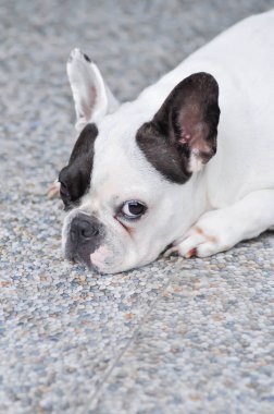 Köpek ya da Fransız bulldog, yerde uykulu Fransız bulldog