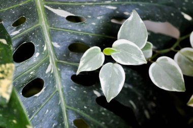 Peperomia, Peperomia Hoffmanii ya da peperomia nitida veya peperomia taramaları veya Peperomia Scandens Variegata bitkisi ve bahçede Monstera