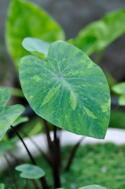 Colocasia esculenta, Lemon Lime Gecko veya Colocasia veya iki renkli bitki