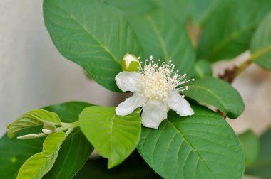 bitkinin üzerinde guava ağacı, MYRTACEAE veya Psidium guajava linn ve guava çiçeği