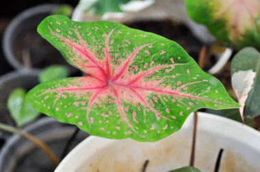 Caladium, Caladium Bicolor Vent ya da Caladium bicolor ya da bicolor fabrikası