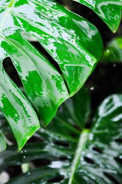 Canavar, Kasırga Bitkisi veya İsviçre Peynir Bitkisi Yağmurlu günlerde yağmur damlası