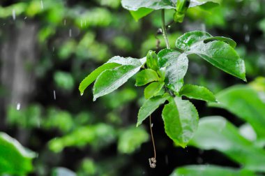 Çarkıfelek meyvesi, Passiflora edulis veya Passionfruit veya Maracuja ya da yağmur gününde bitki ve yağmur damlası yaprağı
