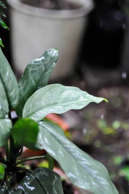 Aglaonema sp, Chinese Evergreen or ARACEAE or Aglaonema and rain drop in raining day clipart