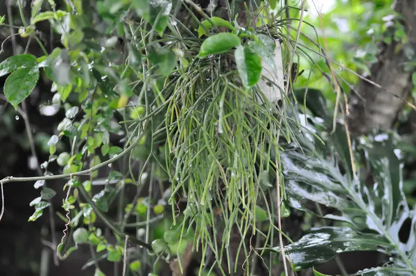 Rhipsalis, Rhipsalis baccifera ya da Rhipsalis cereuscula ya da Rhipsalis quellebambensis Johns nomen nudum ya da Cactaceae ve yağmur damlası