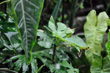 Ficus carica, incir veya incir bitkisi veya incir yaprağı ve yağmur damlası yağmurda