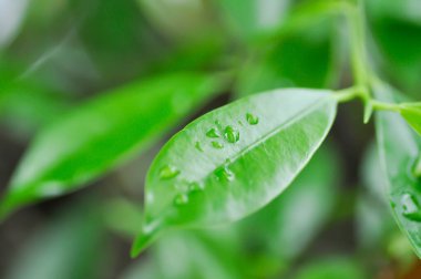 Ficus annulata Blume, Banyan Tree veya MORACEAE ve yağmur damlası veya çiy damlası