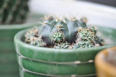 Gymnocalycium damsii v tucavocense, gymnocalycium damsii sssp or cactus or succulent