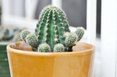 Echinopsis oxygona, Echinopsis Gökkuşağı Patlamaları veya Echinobivia Gökkuşağı Patlamaları veya Echinopsis kaloklorası, Goloden Echinopsis kaloklorası veya kaktüsü veya sulu