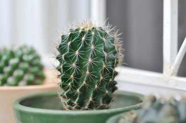 Ekinopsis calochlora, Goloden Echinopsis calochlora veya kaktüs veya sulu