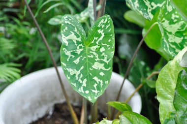 Colocasia Esculenta Hilo Beauty, Colocasia veya Esculenta Hilo veya Colocasia bicolor