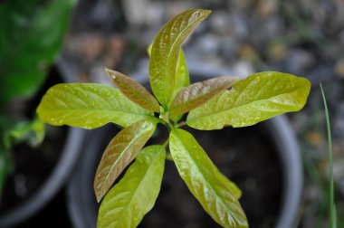 Persea Americana Mill veya Avocado, Lauraceae veya Persea gratissima veya yeni doğmuş bitki veya avokado bitkisi ve yağmur damlası veya çiy damlası