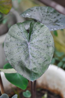 Colocasia, Colocasia Black Ripple veya Black Colocasia esculenta veya Colocasia Black Coral veya Araceae veya kara yaprak ve çiy damlası