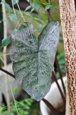 Colocasia, Colocasia Black Ripple veya Black Colocasia esculenta veya Colocasia Black Coral veya Araceae veya kara yaprak ve çiy damlası