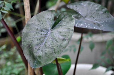 Colocasia, Colocasia Black Ripple veya Black Colocasia esculenta veya Colocasia Black Coral veya Araceae veya kara yaprak ve çiy damlası