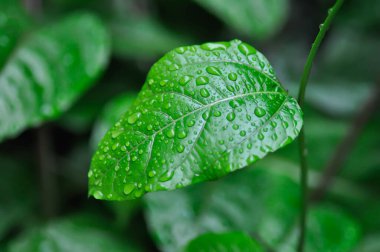 Çarkıfelek meyvesi, Passiflora edulis veya Passionfruit veya Maracuja veya yağmur damlası yaprağı yağmur günü veya çiy damlası damlası