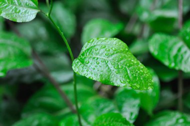 Çarkıfelek meyvesi, Passiflora edulis veya Passionfruit veya Maracuja veya yağmur damlası yaprağı yağmur günü veya çiy damlası damlası