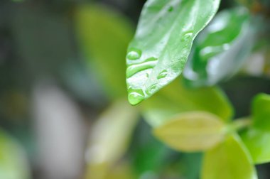 Ficus pumila veya tırmanma inciri veya moraseAE ve yağmur damlası veya çiy damlası