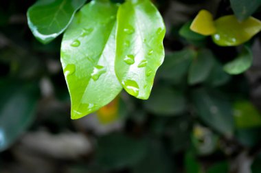 Ficus pumila veya tırmanma inciri veya moraseAE ve yağmur damlası veya çiy damlası