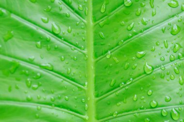 Alocasia, Alocasia makrokorrhizos veya Alocasia bitki yaprağı arkaplanı ve yağmur damlası veya çiy damlası