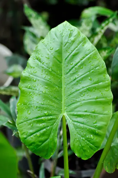 Alocasia, Alocasia makrokorrhizos veya Alocasia bitki yaprağı arkaplanı ve yağmur damlası veya çiy damlası