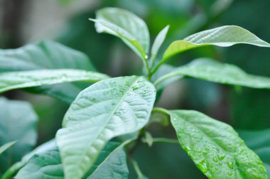 Persea Americana Mill veya Avocado, Lauraceae veya Persea gratissima veya avokado bitkisi ve yağmur damlası veya çiy damlası