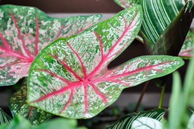 Caladium, Caladium Bicolor Vent veya Caladium bicolor or bicolor leaf or bicolor plant