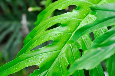 Canavar, Kasırga Bitkisi veya İsviçre Peynir Bitkisi ve yağmur damlası veya çiy damlası