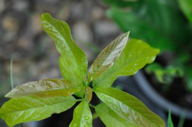 Persea Americana Mill veya Avocado, Lauraceae veya Persea gratissima veya avokado bitkisi ve yağmur damlası veya çiy damlası