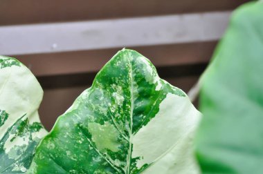 Alocasia, Alocasia macrorrhizos or Alocasia plant or tricolor alocasia or bicolor plant or bicolor leaf clipart