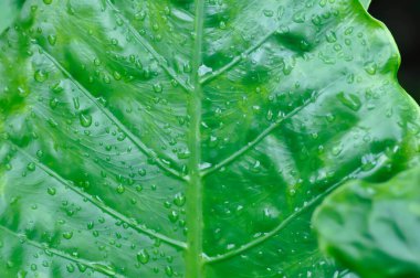 Alocasia, Alocasia makrokorrhizos veya Alocasia bitki yaprağı arkaplanı ve yağmur damlası veya çiy damlası