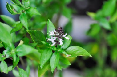 Tatlı fesleğen, Tayland fesleğeni veya Ocimum bazilika L veya LAMIACEAE veya LABIATAE bitkisi