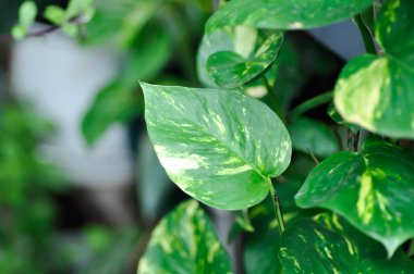 Şeytanlar Ivy, Golden Pothos veya Hunters Robe veya Epipremnum aureum veya Araceae bitkisi veya iki renkli bitki