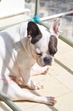 Fransız bulldog, uykulu Fransız bulldog ya da yerde Fransız bulldog 'u.