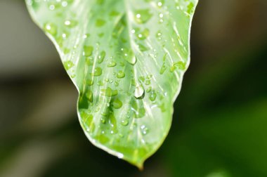 Eşanlamlı sanderae, Variegated Shell Ginger veya ZINGIBERACEAE veya Alpinia sandrerae ve yağmur damlası veya çiy damlası