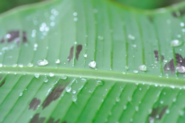 banana plant, blood banana or Musa acuminata or Musa balbisiana and rain droplet or dew drop clipart