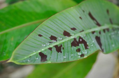 banana plant, blood banana or Musa acuminata or Musa balbisiana and rain droplet or dew drop clipart