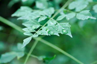 Mantar ağacı, Hint mantar ağacı veya Millingtonia hortensis Linn veya BIGNONIACEAE ve yağmur damlası veya çiy damlası