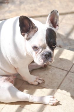 Fransız bulldog, yerde Fransız bulldog, Fransız bulldog ya da oturan köpek.