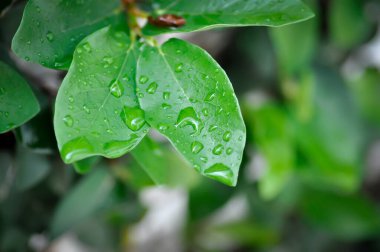 Ficus pumila veya tırmanma inciri veya moraseAE ve yağmur damlası veya çiy damlası